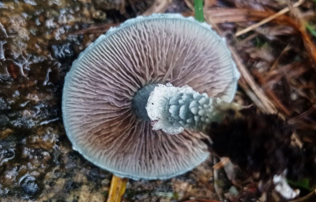 Stropharia aeruginosa